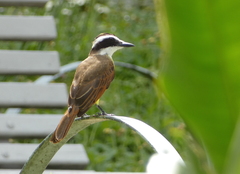 Pitangus sulphuratus