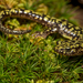 Green Salamander - Photo (c) Amber Hart, some rights reserved (CC BY-NC), uploaded by Amber Hart