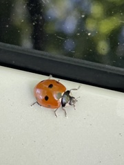 Coccinella septempunctata