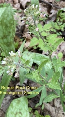 Borodinia perstellata