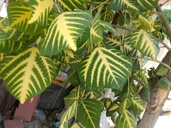 Magnoliopsida