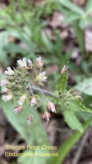 Borodinia perstellata