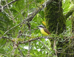 Pitangus sulphuratus