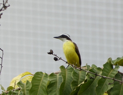 Pitangus sulphuratus