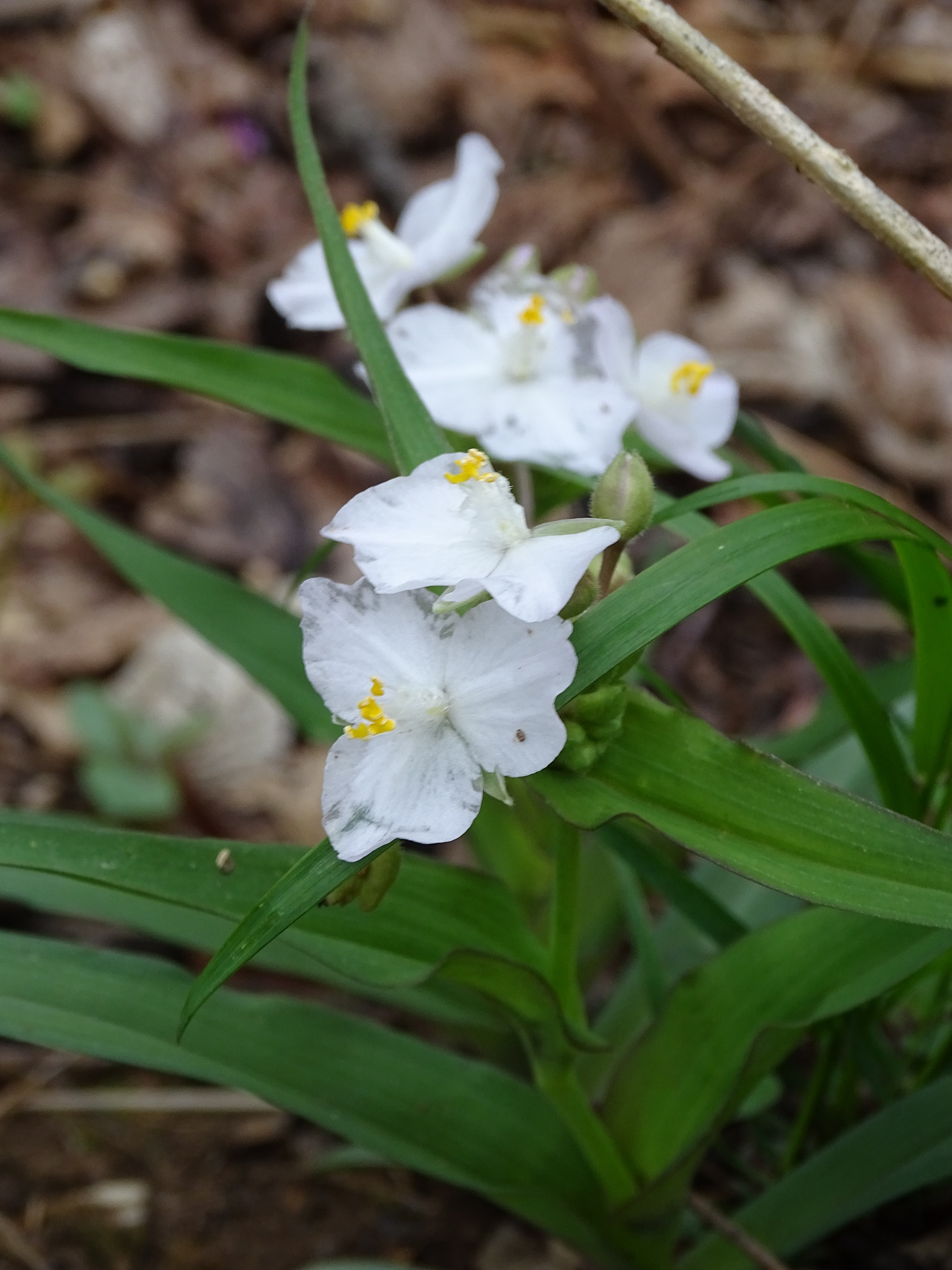 Tradescantia ozarkana