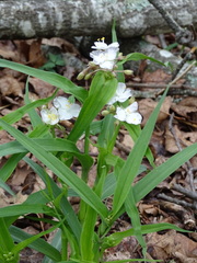 Tradescantia ozarkana
