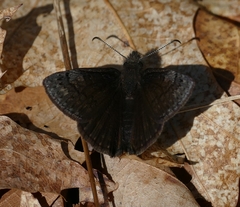 Erynnis brizo