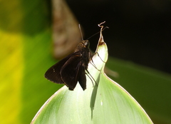 Lepidoptera