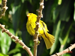 Sicalis flaveola