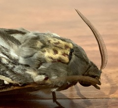 Abantiades argentata