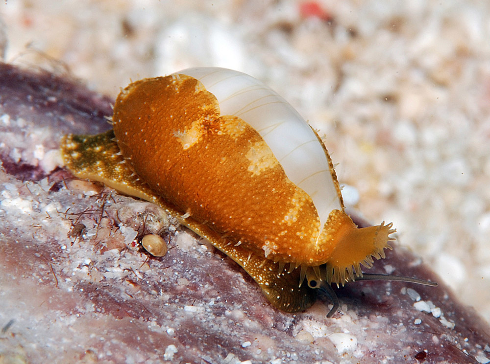 Clandestine Cowrie