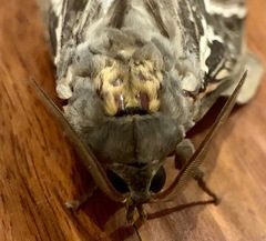 Abantiades argentata