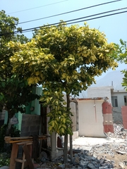Magnoliopsida