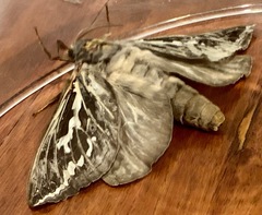 Abantiades argentata