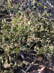 Dicoria canescens