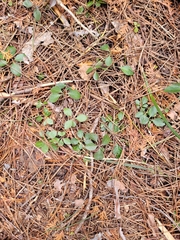 Polygaloides paucifolia