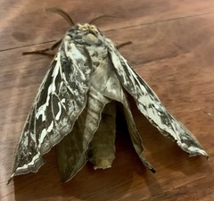 Abantiades argentata
