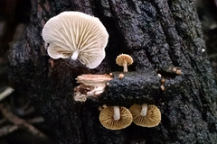 Simocybe haustellaris