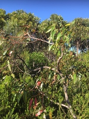 Eucalyptus scias scias
