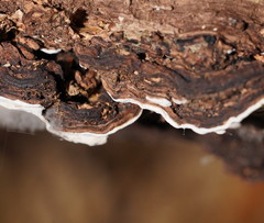 Datronia brunneoleuca