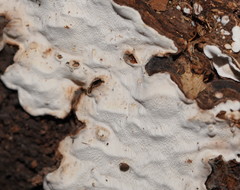 Datronia brunneoleuca