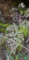 Adiantum poiretii