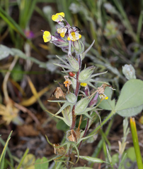 Castilleja campestris succulenta
