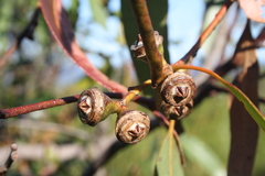 Eucalyptus scias scias