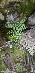 Adiantum poiretii