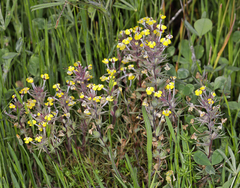 Castilleja campestris succulenta