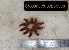 Crossaster papposus image