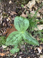 Trillium viridescens