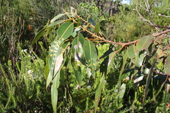 Eucalyptus scias scias