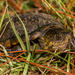 Southeastern Mud Turtle - Photo (c) Amber Hart, some rights reserved (CC BY-NC), uploaded by Amber Hart