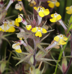 Castilleja campestris succulenta