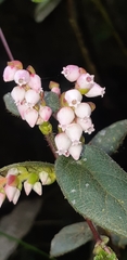Vaccinium floribundum
