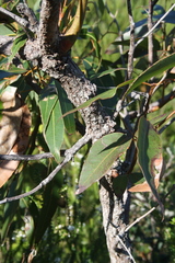 Eucalyptus scias scias