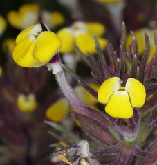 Castilleja campestris succulenta