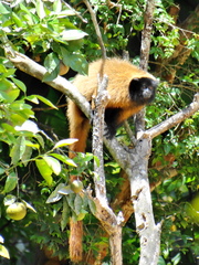 Callicebus personatus
