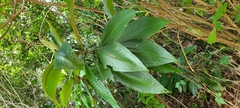 Miconia impetiolaris