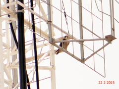Falco peregrinus