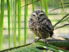Athene cunicularia