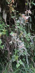 Vaccinium floribundum