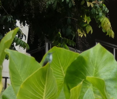 Chrysuronia leucogaster