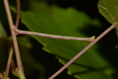 Eulithis diversilineata