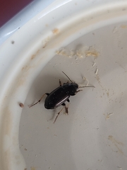 Gnathaphanus melbournensis