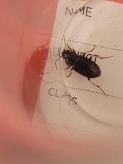 Gnathaphanus melbournensis
