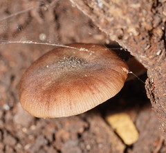 Armillaria hinnulea
