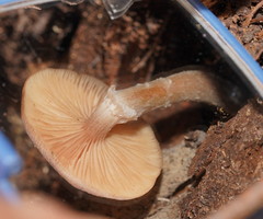 Armillaria hinnulea