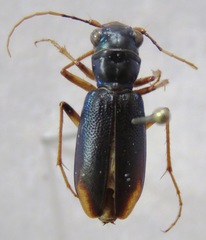 Tetracha angustata